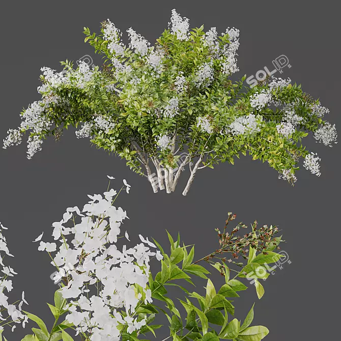 White Flowering Myrtle Tree Models 3D model image 3