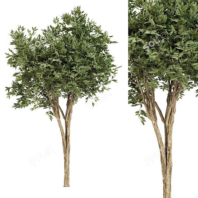 Eucalyptus gunnii Tree No.31: 3D Model, CM Scale 3D model image 1