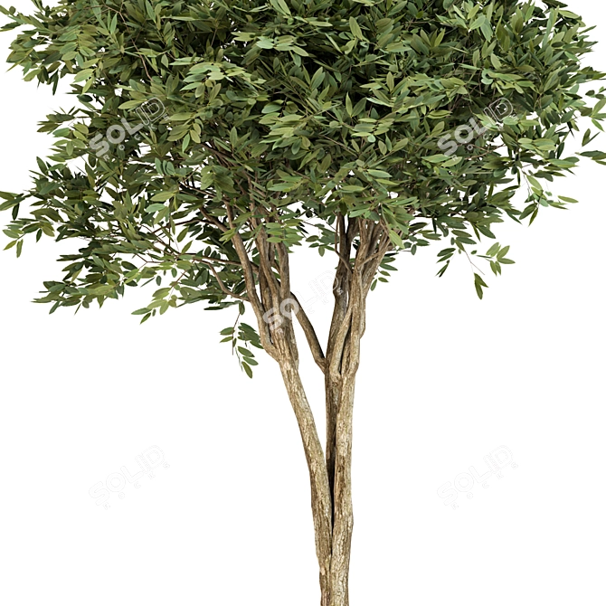 Eucalyptus gunnii Tree No.31: 3D Model, CM Scale 3D model image 2