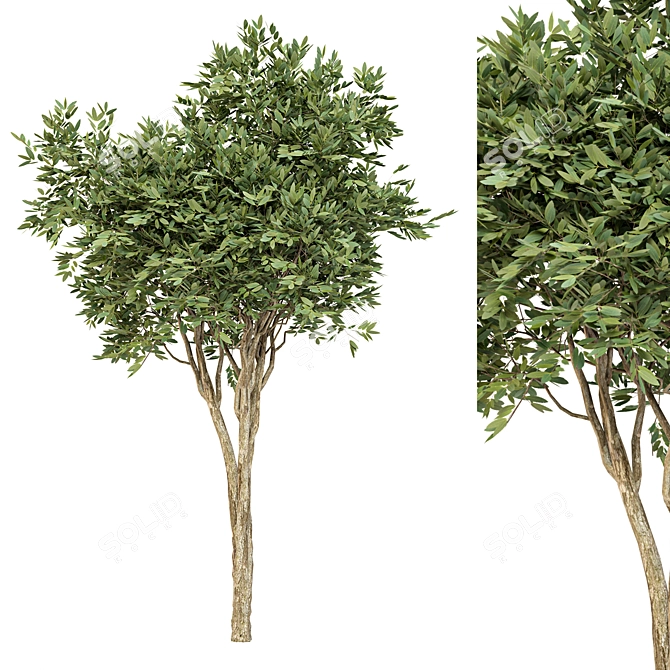 Eucalyptus gunnii Tree No.31: 3D Model, CM Scale 3D model image 3