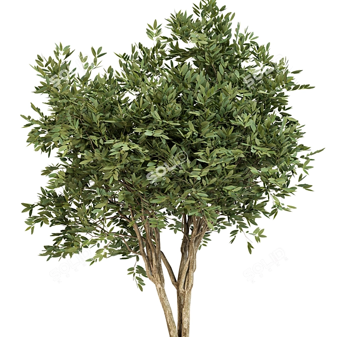 Eucalyptus gunnii Tree No.31: 3D Model, CM Scale 3D model image 4