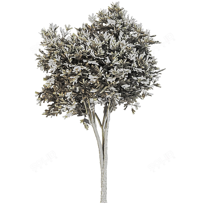 Eucalyptus gunnii Tree No.31: 3D Model, CM Scale 3D model image 5