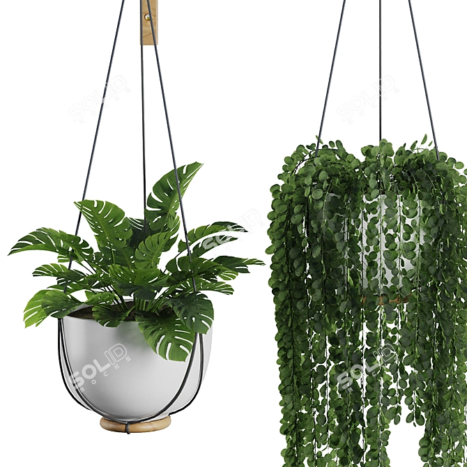 Modern Hanging Plant SetV3 3D model image 3
