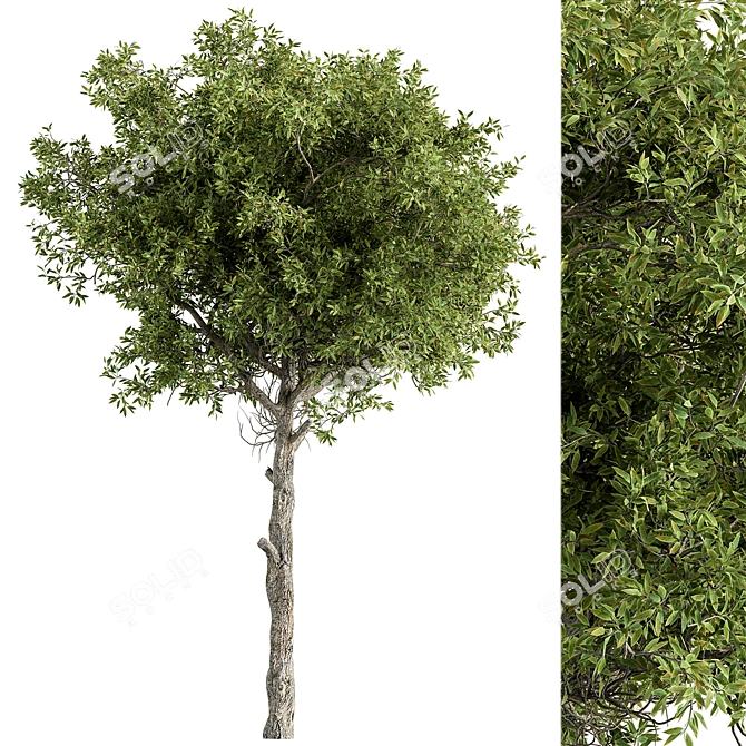 Hackberry Tree Set 207 - Premium Bonsai Kit 3D model image 1