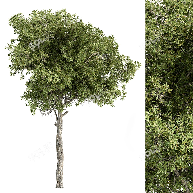 Hackberry Tree Set 207 - Premium Bonsai Kit 3D model image 2