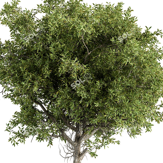 Hackberry Tree Set 207 - Premium Bonsai Kit 3D model image 3