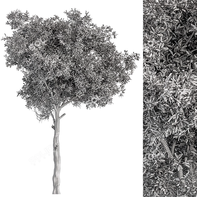 Hackberry Tree Set 207 - Premium Bonsai Kit 3D model image 4