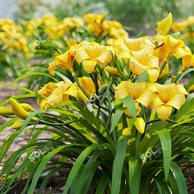 Stella De Oro Daylily Set 3D model image 4