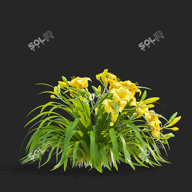 Stella De Oro Daylily Set 3D model image 7