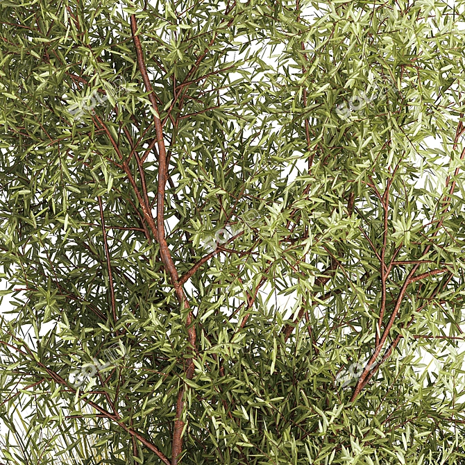 Decorative Tree & Shrub Collection 3D model image 3