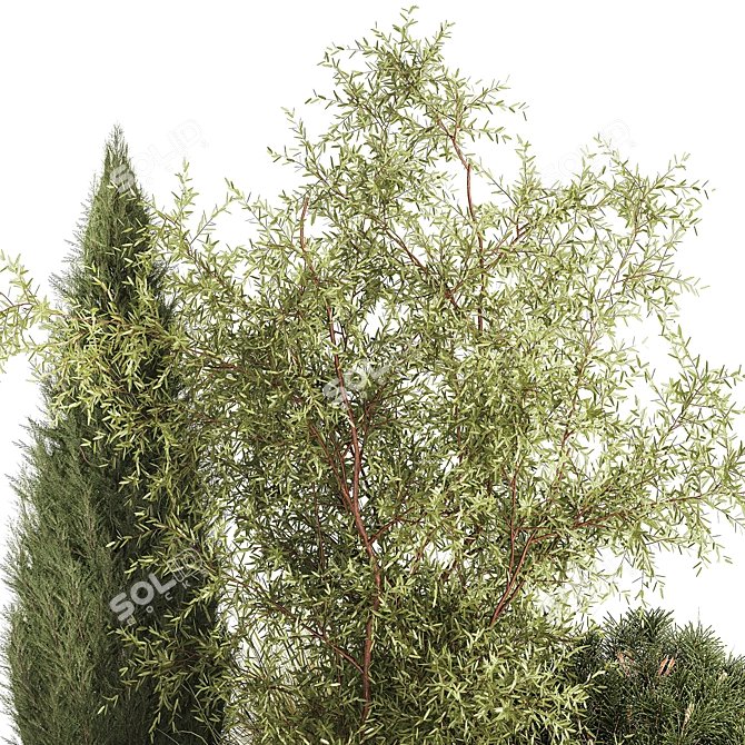 Decorative Tree & Shrub Collection 3D model image 6