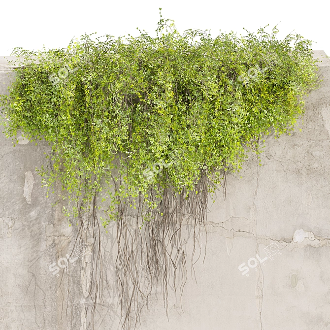 High-Quality Ivy Plant Model 3D model image 4