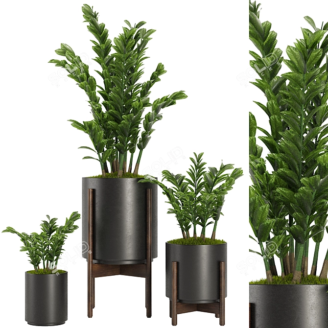 Indoor Plant Set V32-Zamiifolia 3D model image 1