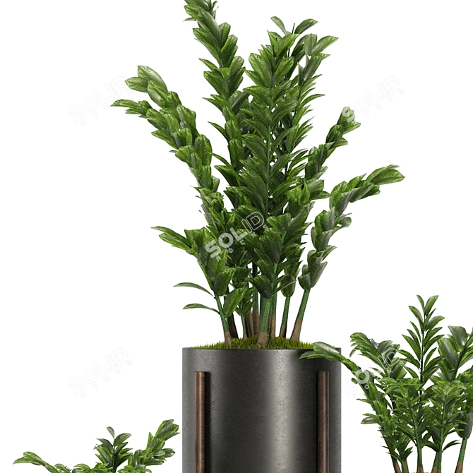 Indoor Plant Set V32-Zamiifolia 3D model image 3