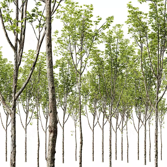 Diverse HQ Acer Plant Models 3D model image 2