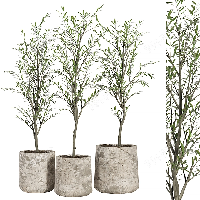 Vintage Olive Indoor Plant Set 3D model image 5