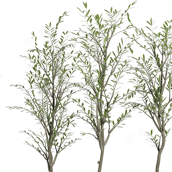 Vintage Olive Indoor Plant Set 3D model image 2