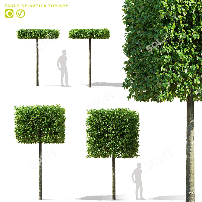 Forest Beech Tree Topiary Set 3D model image 1