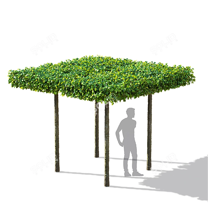 Forest Beech Tree Topiary Set 3D model image 2