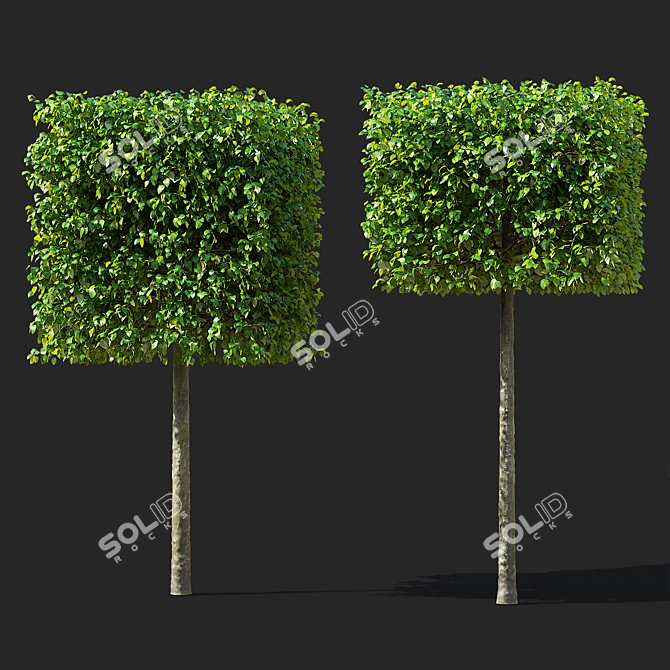 Forest Beech Tree Topiary Set 3D model image 3