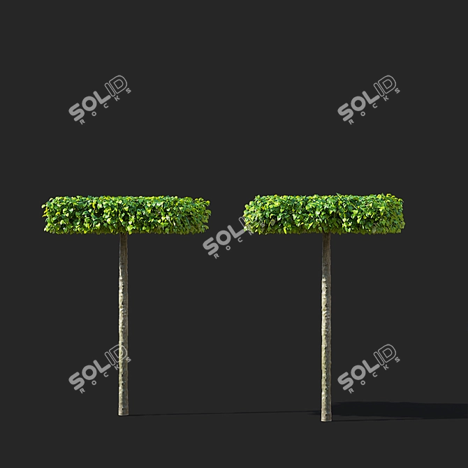 Forest Beech Tree Topiary Set 3D model image 4