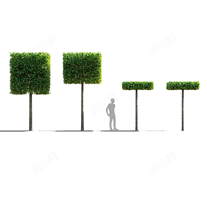 Forest Beech Tree Topiary Set 3D model image 6