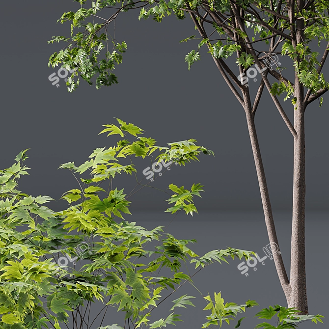 Forest Tree 3D Models Bundle 3D model image 2