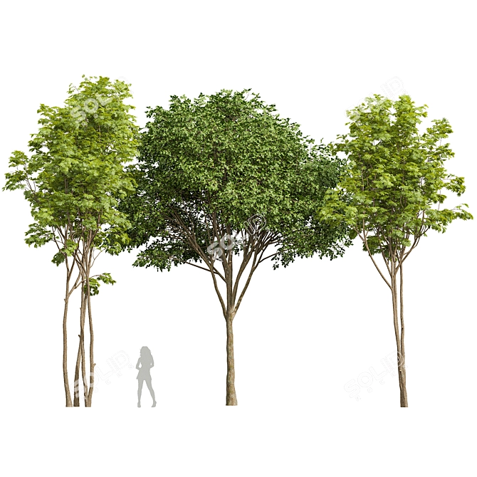  Diverse 3D Tree Models 3D model image 1