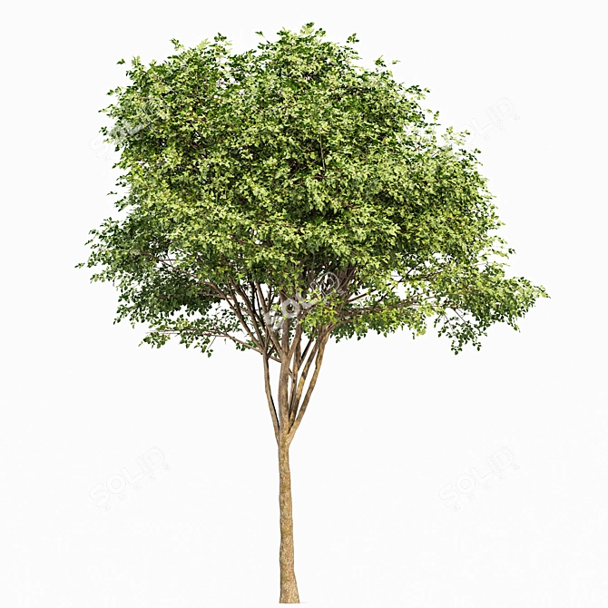 Diverse 3D Tree Models 3D model image 5