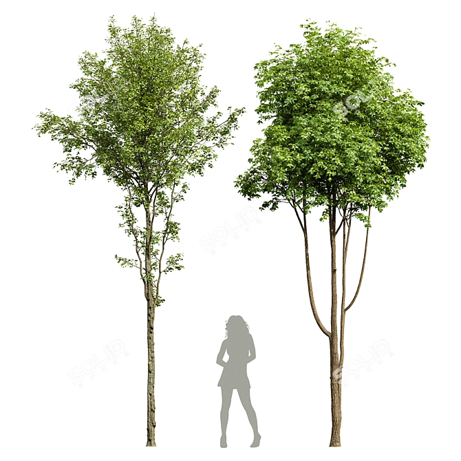 Dual 3D Tree Models Set 3D model image 1