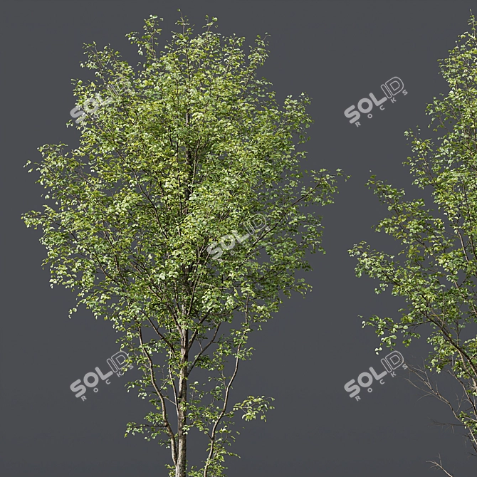 Dual 3D Tree Models Set 3D model image 5