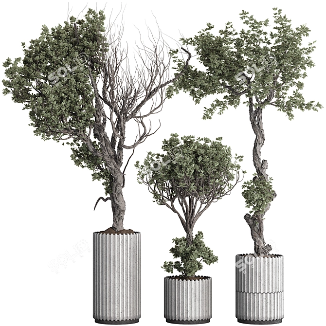 Olive Bonsai Tree Pottery Decor 3D model image 1