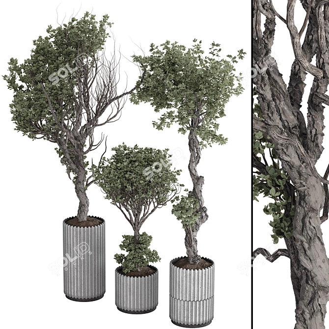 Olive Bonsai Tree Pottery Decor 3D model image 2