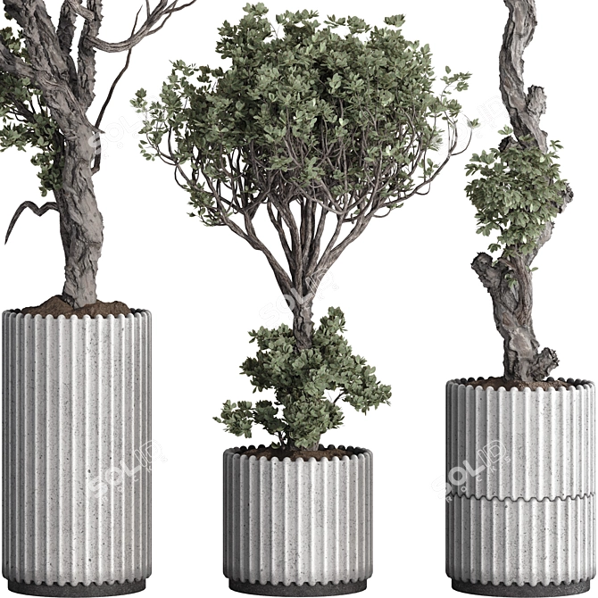 Olive Bonsai Tree Pottery Decor 3D model image 4