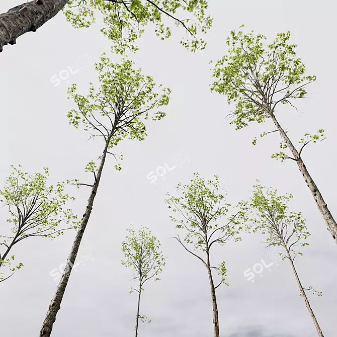 HQ Sycamore Maple 3D Models 3D model image 2