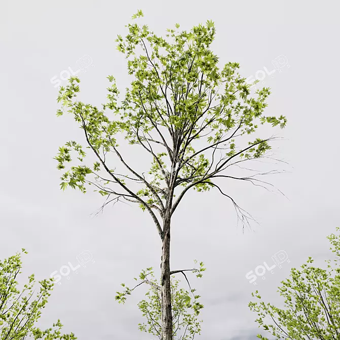 HQ Sycamore Maple 3D Models 3D model image 3