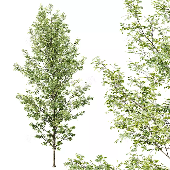 Lagerstroemia Tree 3D Models 3D model image 3