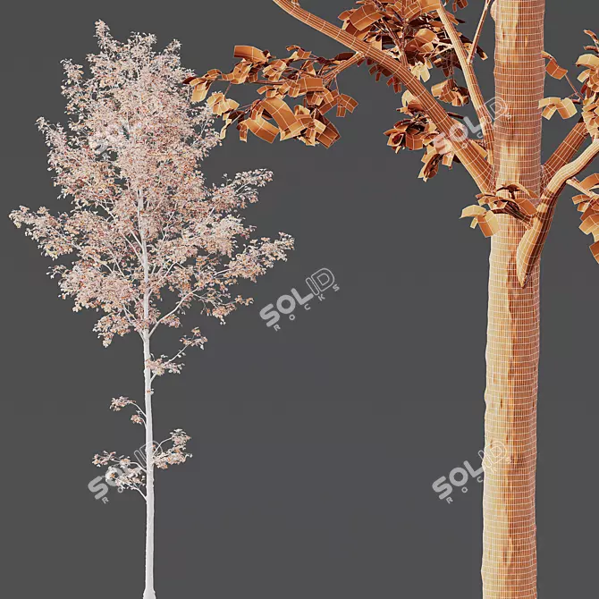 Lagerstroemia Tree 3D Models 3D model image 4