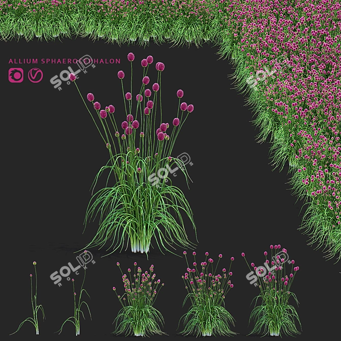 Sphaerocephalon Allium 3D Models Bundle 3D model image 1