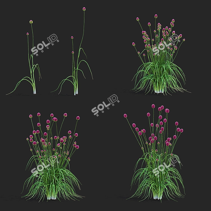 Sphaerocephalon Allium 3D Models Bundle 3D model image 2