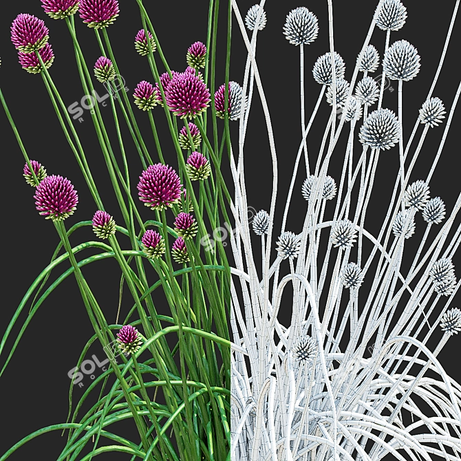 Sphaerocephalon Allium 3D Models Bundle 3D model image 3