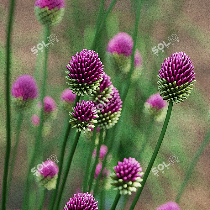 Sphaerocephalon Allium 3D Models Bundle 3D model image 5