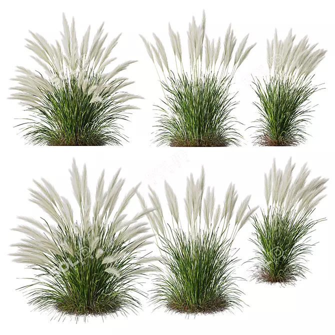 Mexican Feathergrass 3D Plant Models 3D model image 1