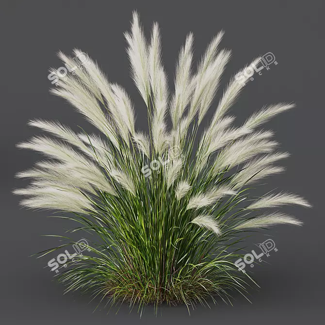 Mexican Feathergrass 3D Plant Models 3D model image 3