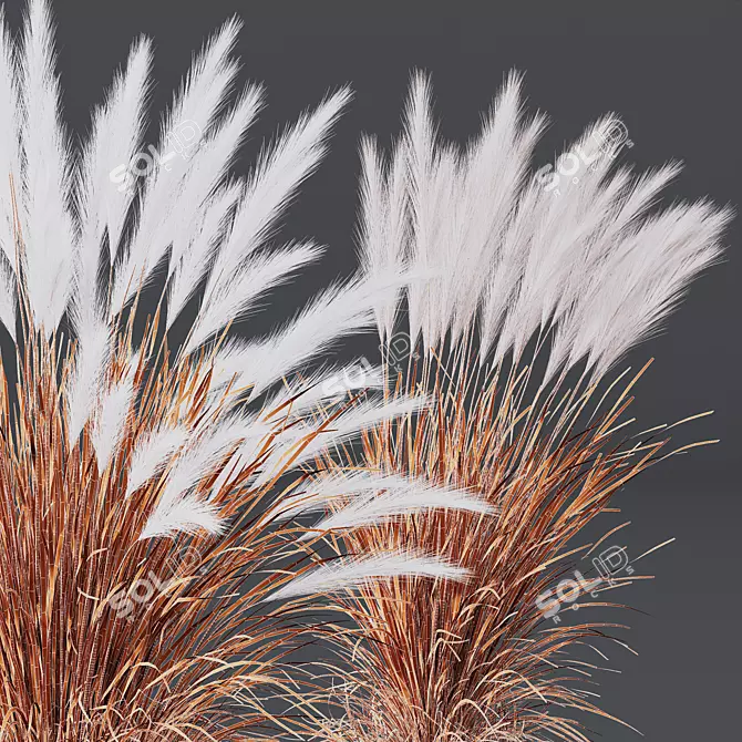 Mexican Feathergrass 3D Plant Models 3D model image 5