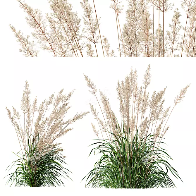Mexican Feather Grass 3D Models 3D model image 1