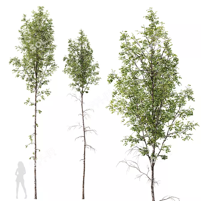Silver Birch Tree 3D Models 3D model image 1
