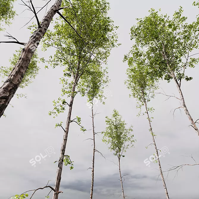 Silver Birch Tree 3D Models 3D model image 3