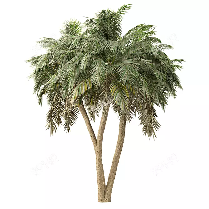 Tropical Palm Tree 3D Model 3D model image 3