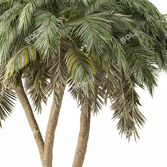 Tropical Palm Tree 3D Model 3D model image 4